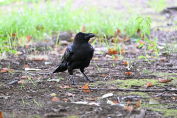 25年30号グラビア 昆虫_4