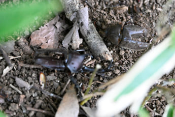 25年30号グラビア 昆虫_5