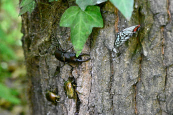 25年30号グラビア 昆虫_6