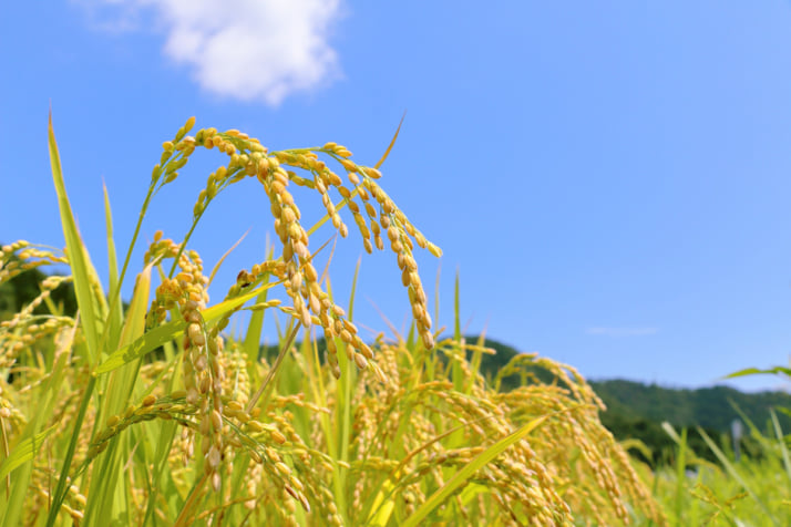 稲穂イメージ
