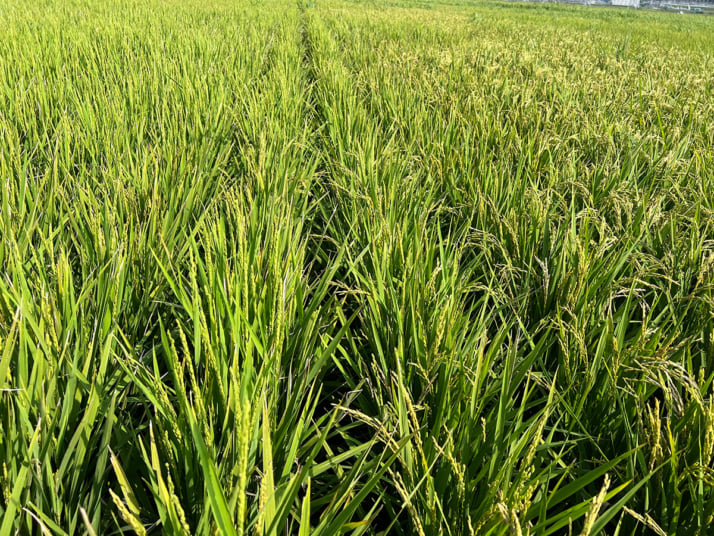 秋田県秋田市の水田