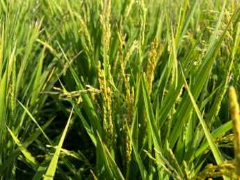 秋田県秋田市の水田
