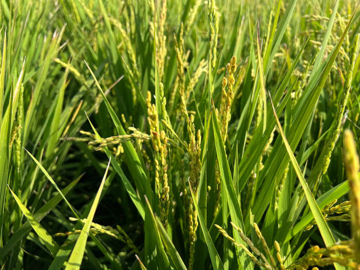 秋田県秋田市の水田