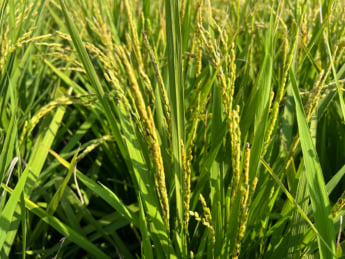 秋田県秋田市の水田