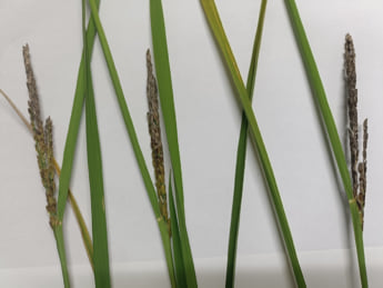 新潟県上越市の水田