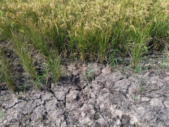 新潟県上越市の水田