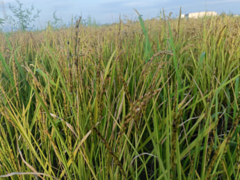 新潟県上越市の水田