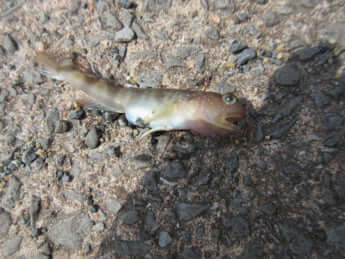 イトヒキハゼ