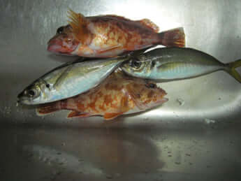 アジ、カサゴ