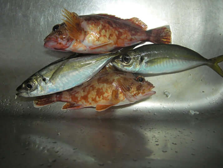 アジ、カサゴ