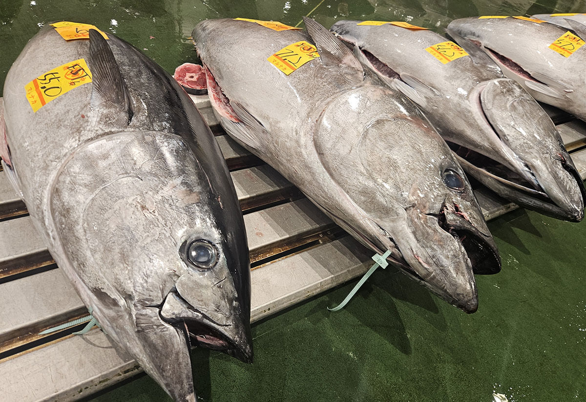 本マグロに次いで2番目に高級なのに“知名度が低すぎるマグロ”とは