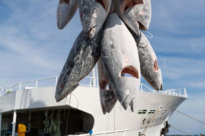 ミナミマグロ3