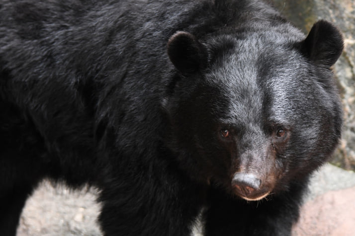 ツキノワグマイメージ