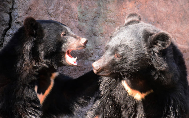 ツキノワグマイメージ