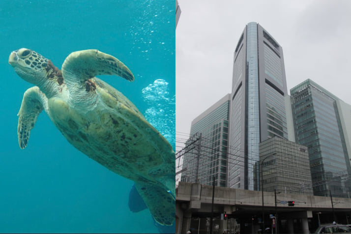 ウミガメイメージ、共同通信社