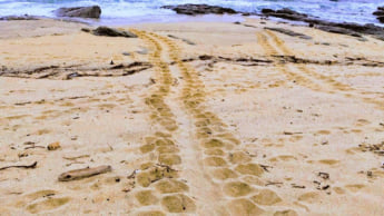 屋久島イメージ