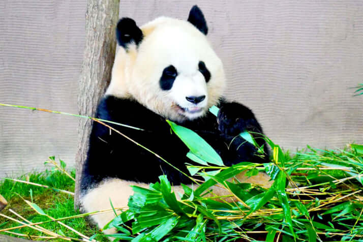 パンダイメージ