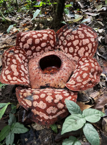 ラフレシアイメージ