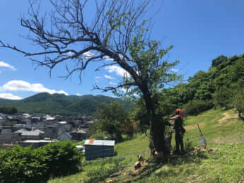 「クマボラ」の活動