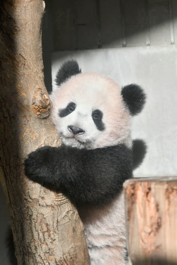 パンダ2