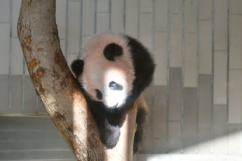 パンダ4