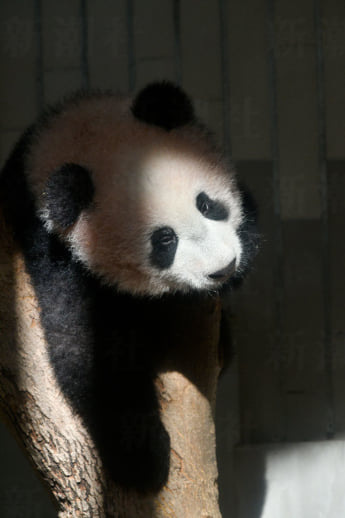 パンダ5