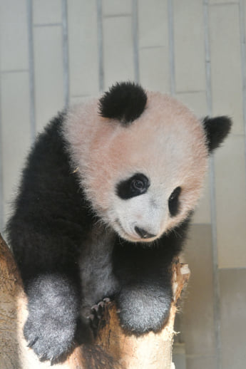 パンダ6