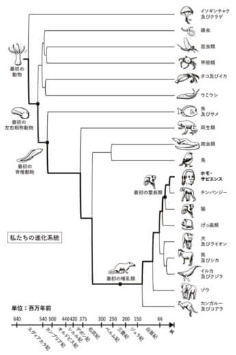 「私たちの進化系統」