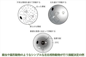 「線虫や扁形動物のようなシンプルな左右相称動物が行う操縦決定の例」