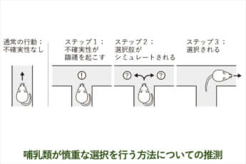 哺乳類が慎重な選択を行う方法についての推測