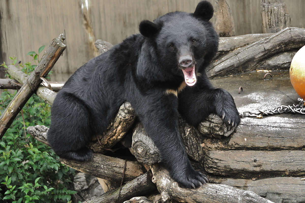 新品　ディズニー　熊のかぶり物は下げられます クマが腰を抜かして逃げていく？ “子どもだまし”と鼻で笑われた「最新
