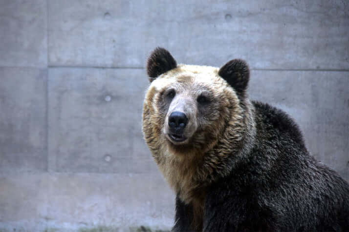 ヒグマイメージ