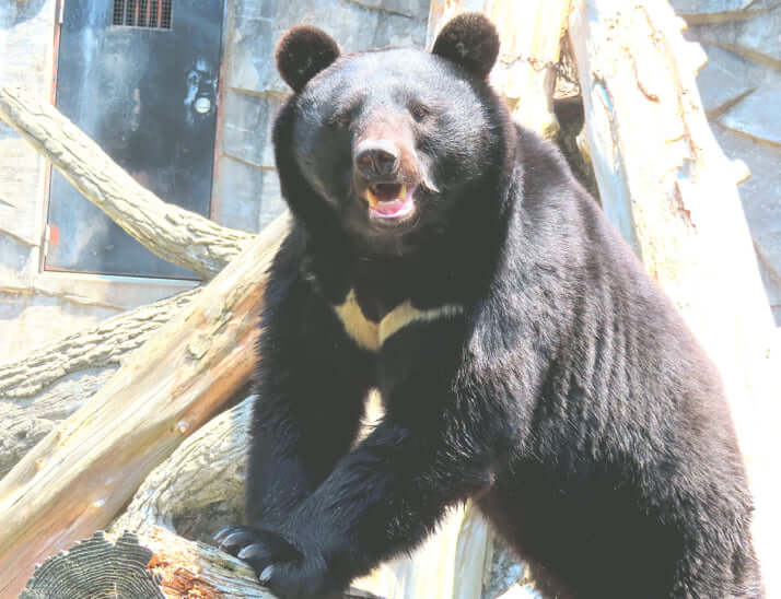 ツキノワグマイメージ