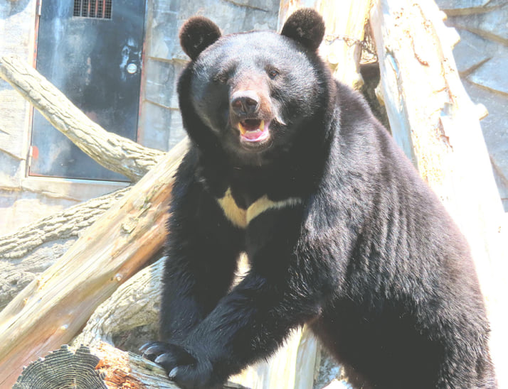 ツキノワグマイメージ