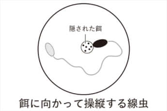 餌に向かって操縦する線虫