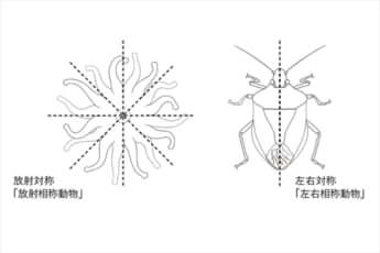 「放射相称動物と左右相称動物」　