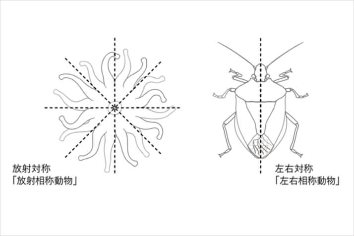 「放射相称動物と左右相称動物」　