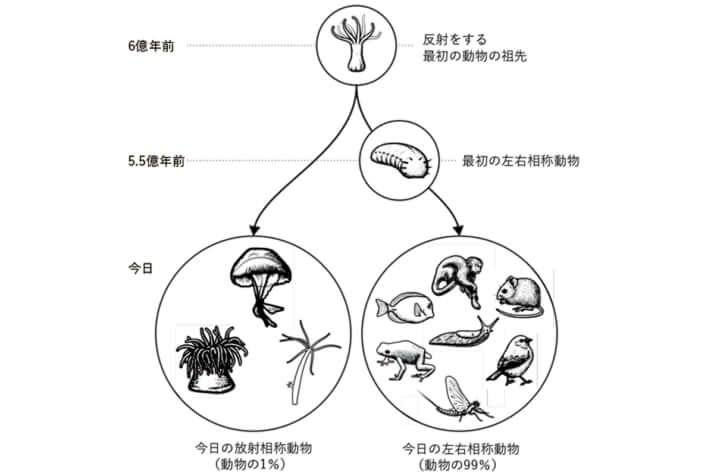 「放射相称動物と左右相称動物」の進化の歴史