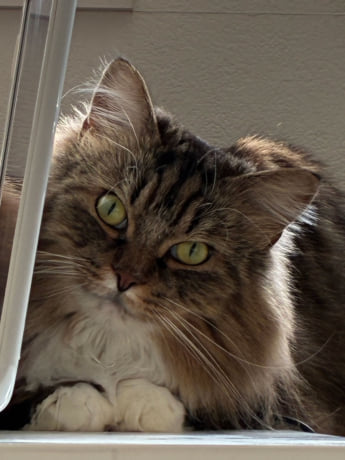 猫カレンダー10