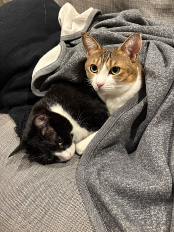 猫カレンダー11