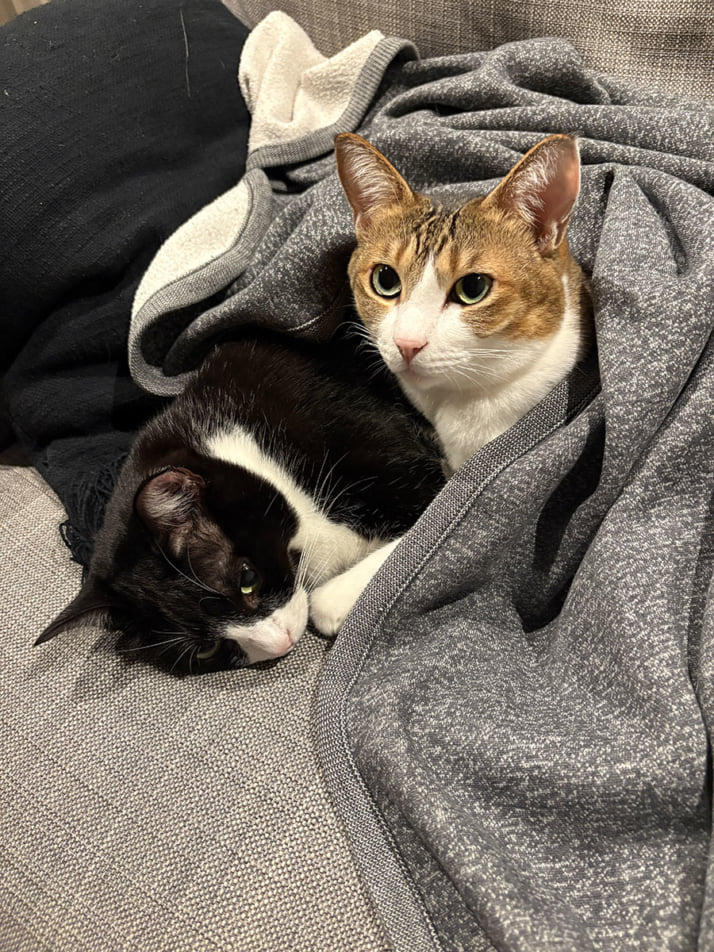 猫カレンダー11