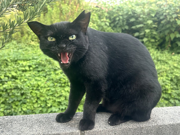 猫カレンダー12