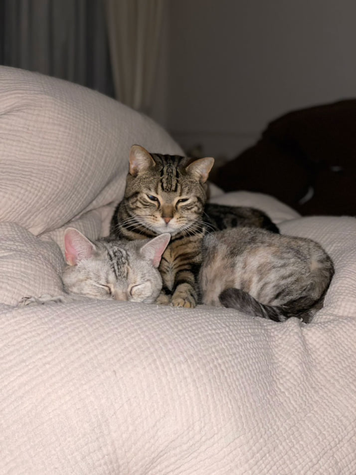 猫カレンダー13