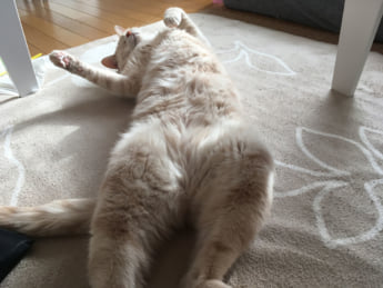 猫カレンダー14