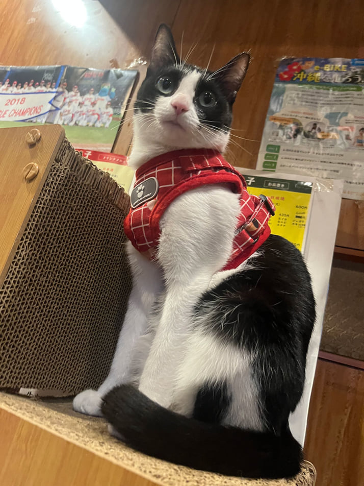 猫カレンダー16