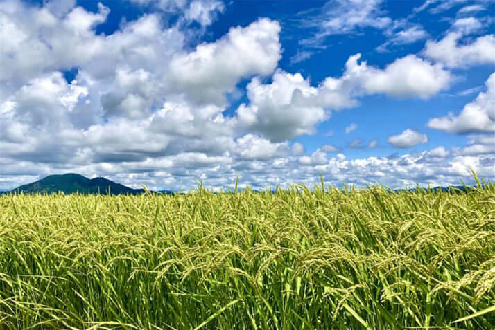 米畑イメージ