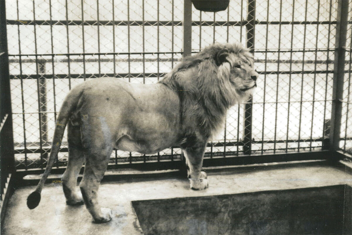 埼玉の民家”で「ライオン」を飼育…80年代の衝撃事件で「襲われた知人2