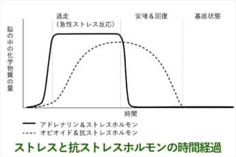 図解：ストレスと抗ストレスホルモンの時間経過