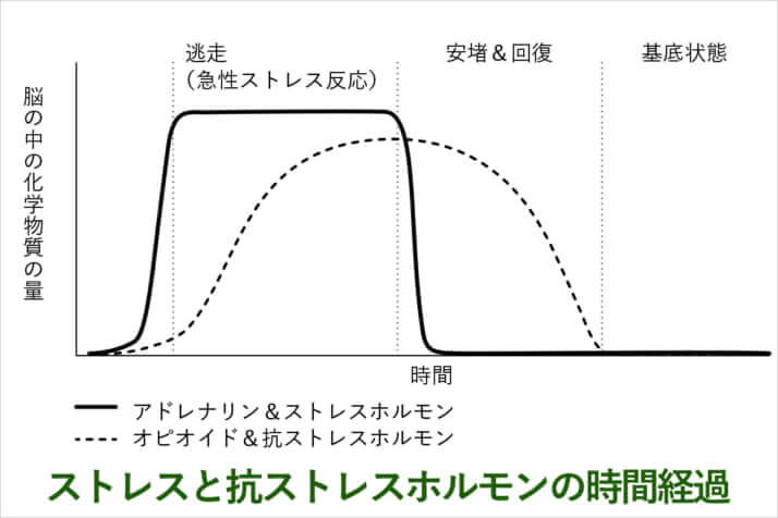 図解：ストレスと抗ストレスホルモンの時間経過