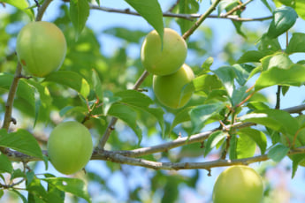 梅の木イメージ